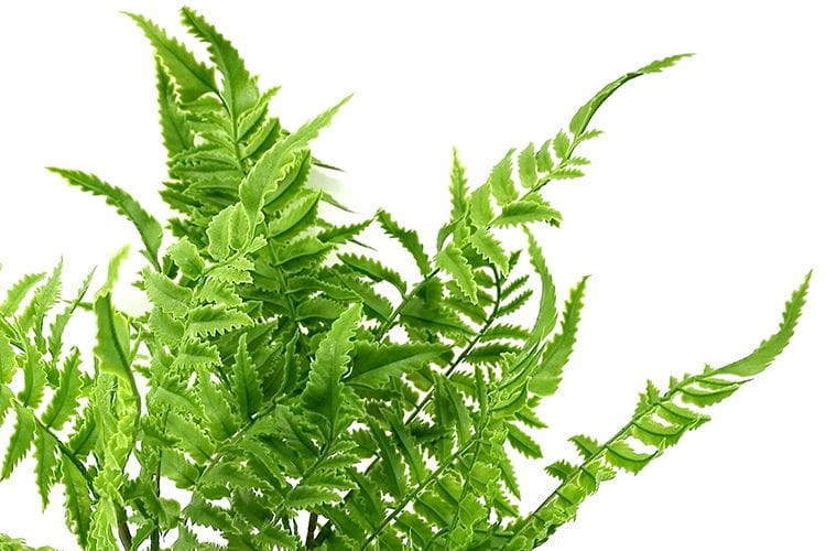 Single Branch 27 Leaves 80cm Artificial Pteris Fern
