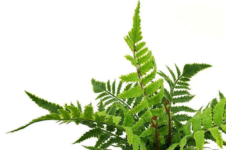 Single Branch 9 Leaves 28cm Artificial Pteris Bonsai Ferns