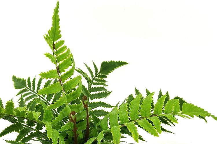 Single Branch 9 Leaves 28cm Artificial Pteris Bonsai Ferns