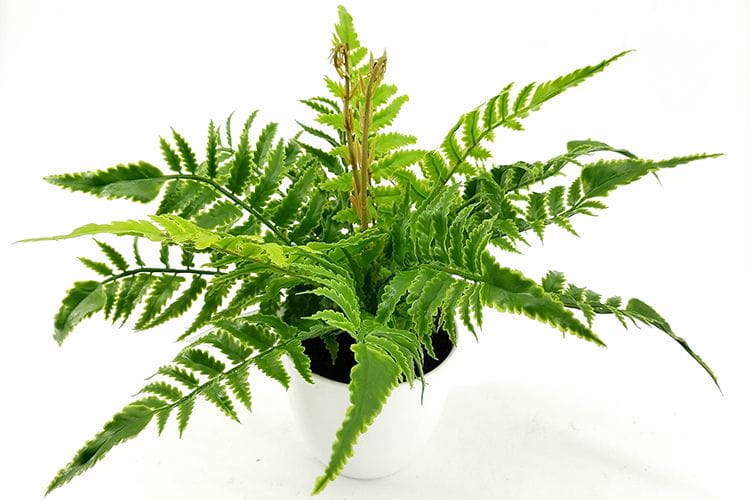 Single Branch 9 Leaves 28cm Artificial Pteris Bonsai Ferns