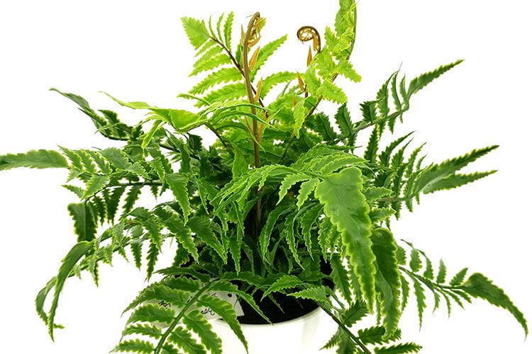 Single Branch 9 Leaves 28cm Artificial Pteris Bonsai Ferns