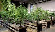 Sharetrade Delivers Artificial Plants to the Hong Kong Customer