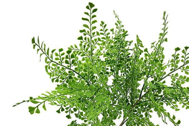 27 Leaves Artificial Ginkgo Fern Spray