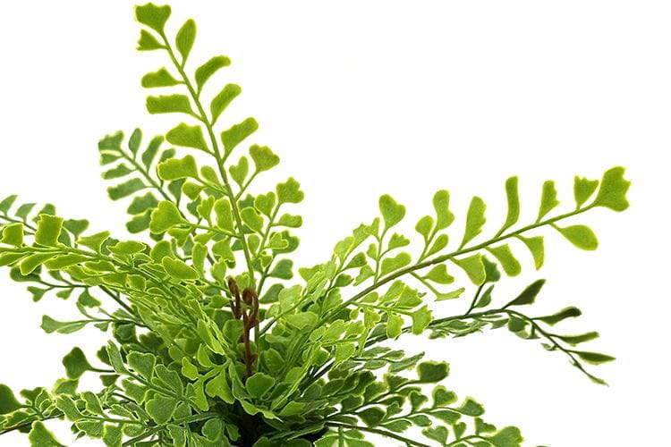Single Branch 9 Leaves 28cm Artificial Ginkgo Bonsai Ferns