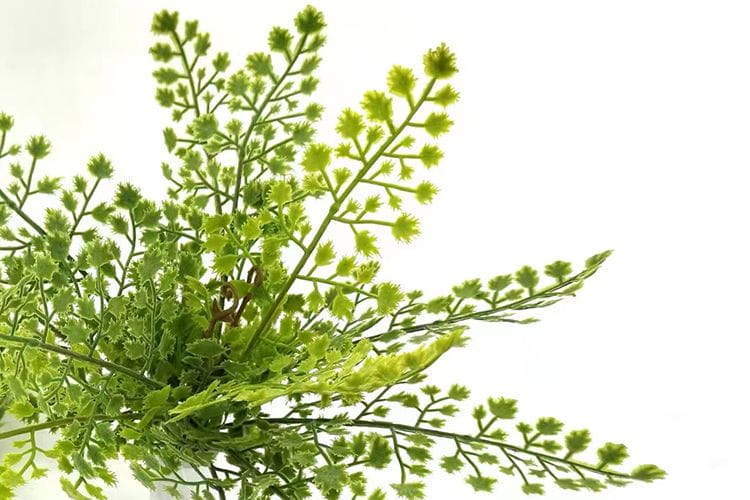 Single Branch 9 Leaves 32cm Artificial Adiantum Fern Bunches