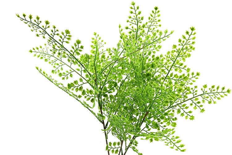 Single Branch 27 Leaves Artificial Adiantum Fern Leaf