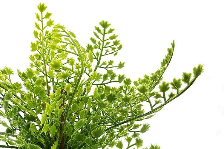 Single Branch 9 Leaves 28cm Artificial Adiantum Bonsai Ferns