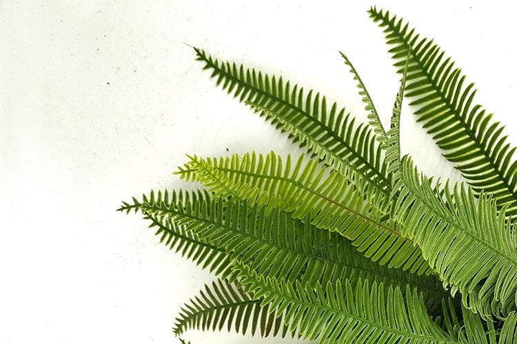 Single Branch 25 leaves 50cm Artificial Osmunda Fern Leaf Bunches