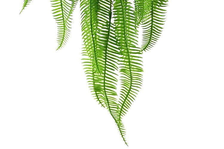 3 Branches 43 leaves 80cm Artificial Osmunda Hanging Rattan Ferns
