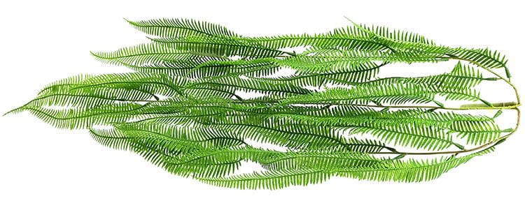 3 Branches 43 leaves 80cm Artificial Osmunda Hanging Rattan Ferns