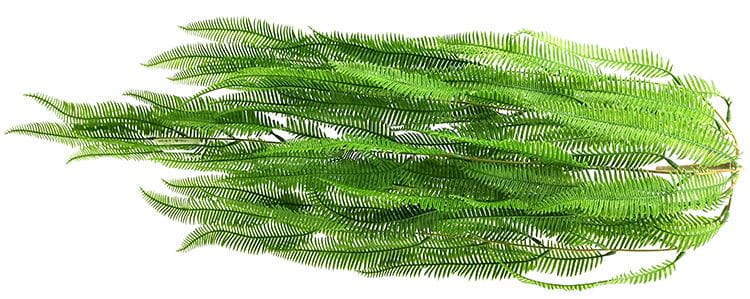 3 Branches 43 leaves 80cm Artificial Osmunda Hanging Rattan Ferns