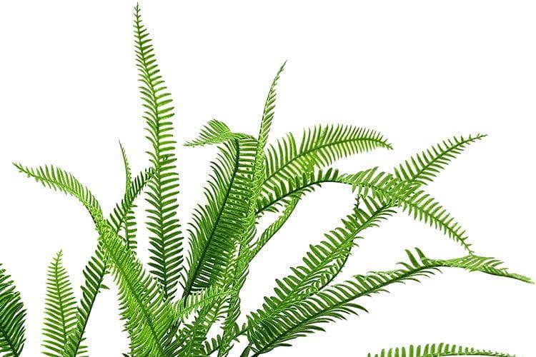 Single Branch 27 Leaves Artificial Osmunda Fern Leaf
