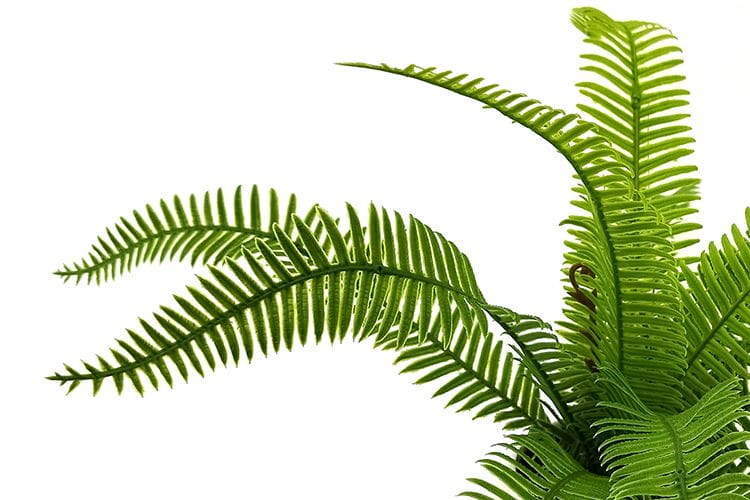 Single Branch 9 Leaves 28cm Artificial Osmunda Bonsai Ferns