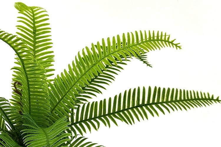 Single Branch 9 Leaves 28cm Artificial Osmunda Bonsai Ferns