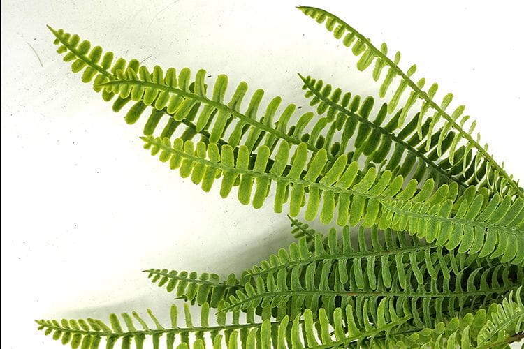 25 leaves Artificial Boston Fern Leaf bunches 50cm