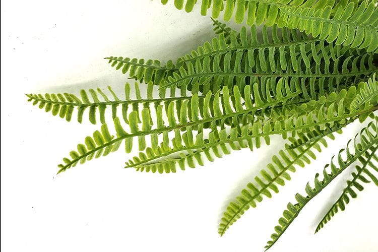 25 leaves Artificial Boston Fern Leaf bunches 50cm