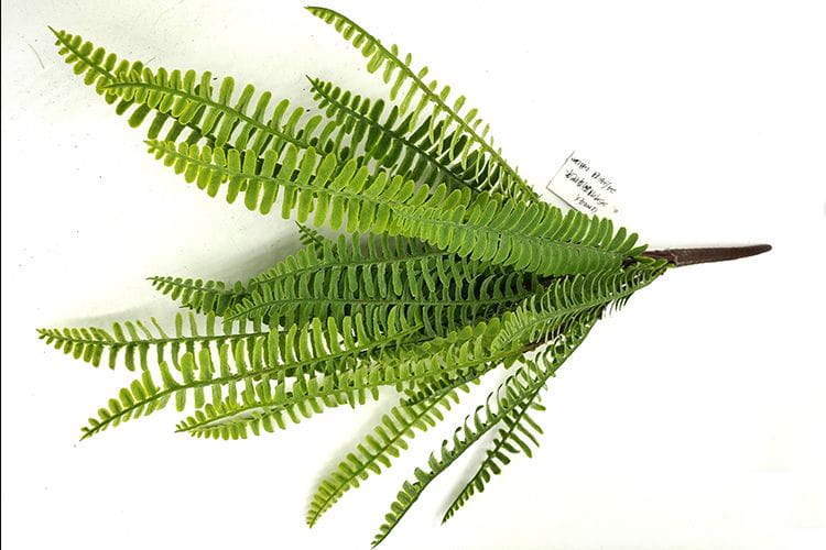 25 leaves Artificial Boston Fern Leaf bunches 50cm