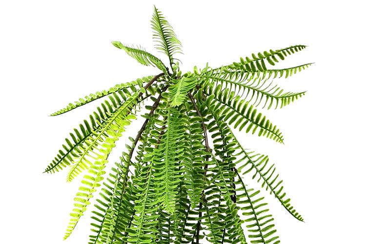 3 Branches 43 leaves Artificial Boston Hanging Rattan 80cm