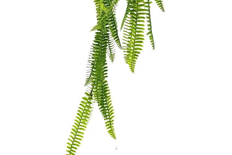 3 Branches 43 leaves Artificial Boston Hanging Rattan 80cm
