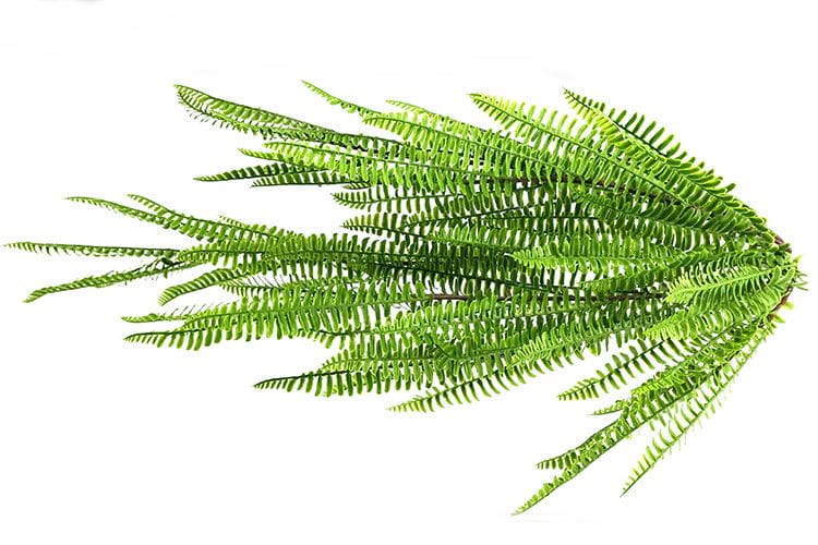 3 Branches 43 leaves Artificial Boston Hanging Rattan 80cm