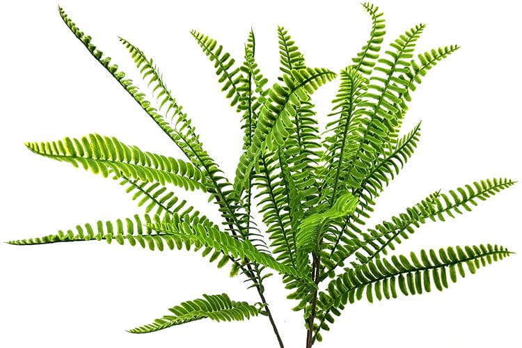 Single Branch 27 Leaves Artificial Boston Fern 80cm