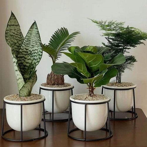 Debunking myths: do fake plants really attract bugs?