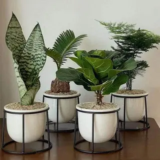 Debunking myths: do fake plants really attract bugs?