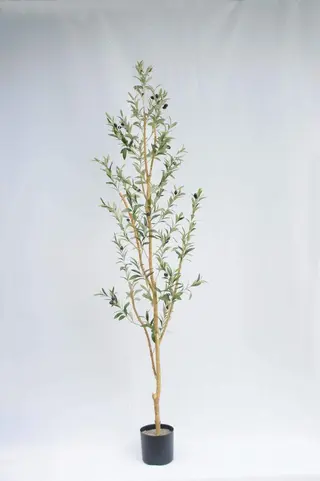 Liven up your home with just one olive tree! Liven up your home with just one olive tree!
