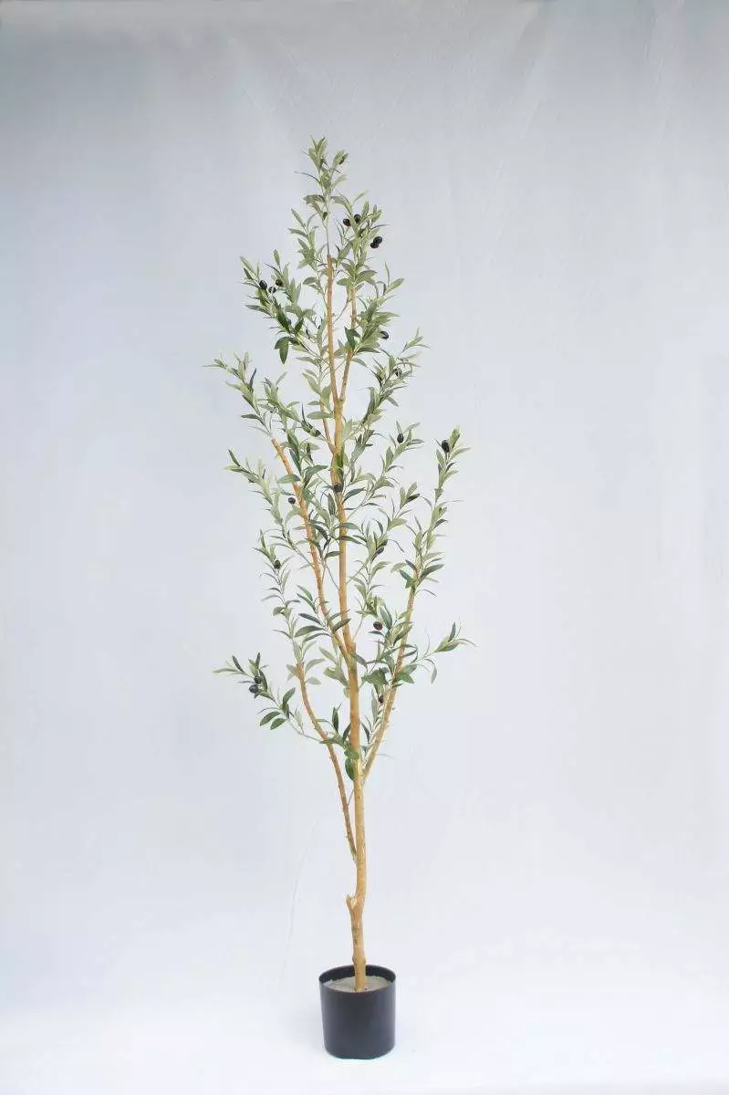 Liven up your home with just one olive tree!