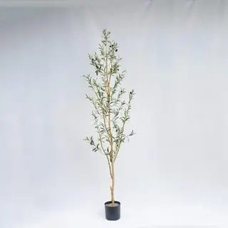 Liven up your home with just one olive tree!