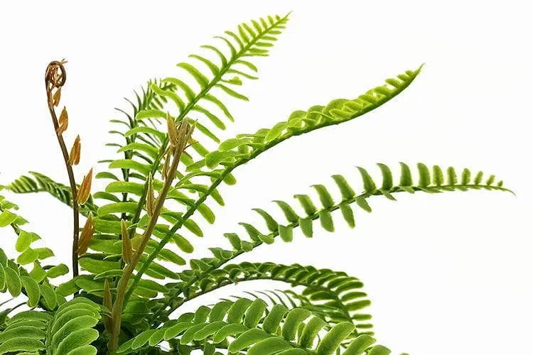 24 Leaves Artificial Boston Bonsai Ferns 35cm