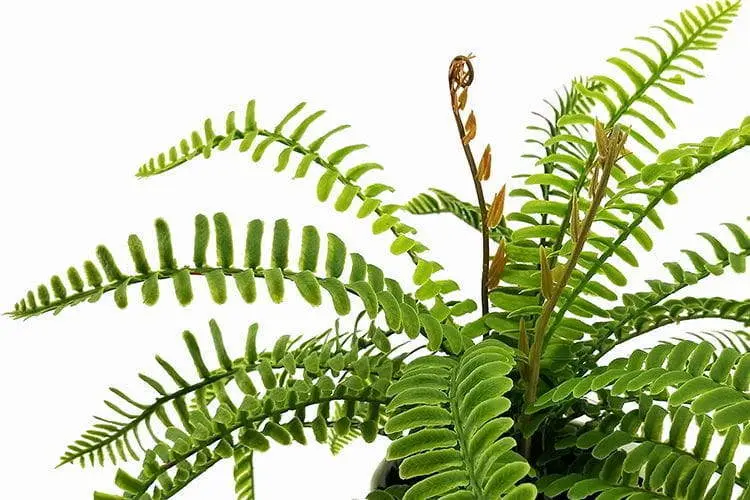 24 Leaves Artificial Boston Bonsai Ferns 35cm