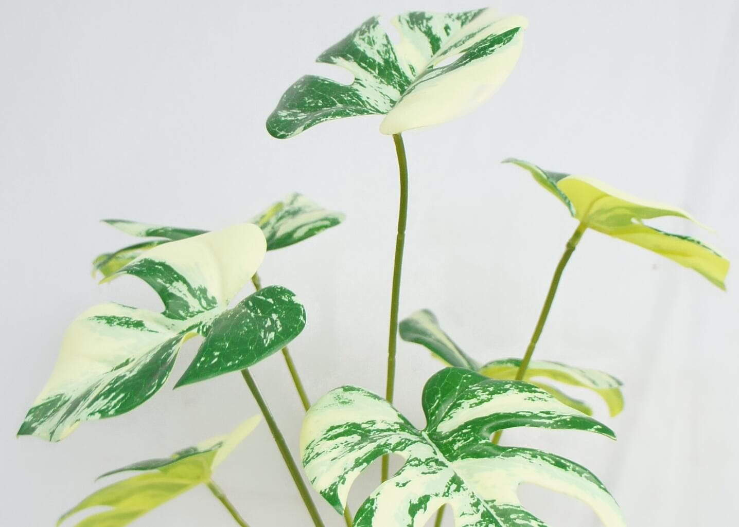 Potted Swiss Cheese Plant, 40 CM Potted Swiss Cheese Plant, 40 CM