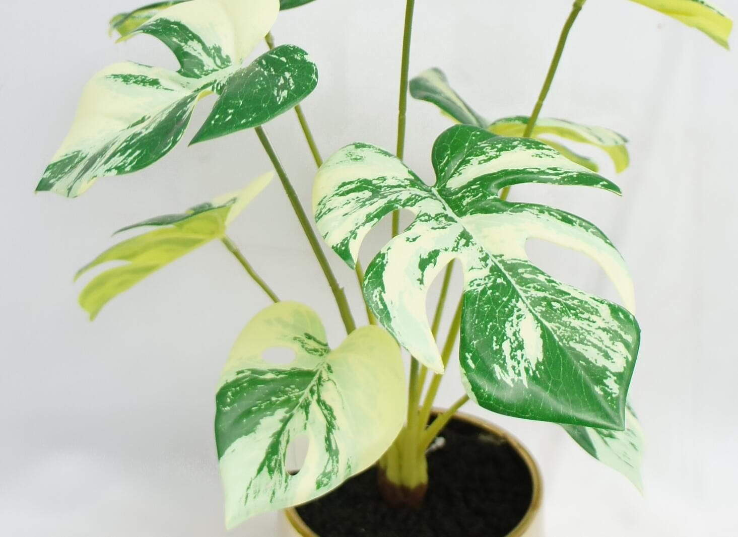 Potted Swiss Cheese Plant, 40 CM Potted Swiss Cheese Plant, 40 CM