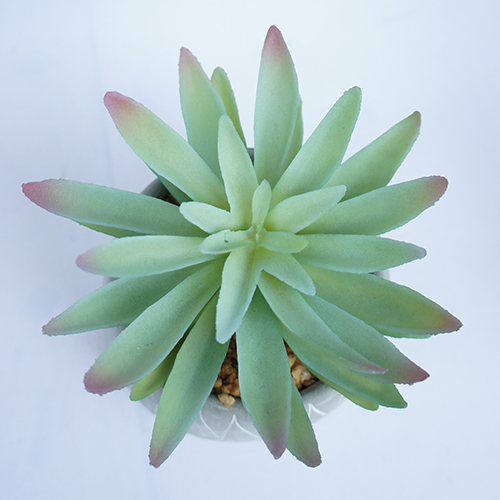 Faux Plastic Succulents Plant For Home Decoration 19 CM