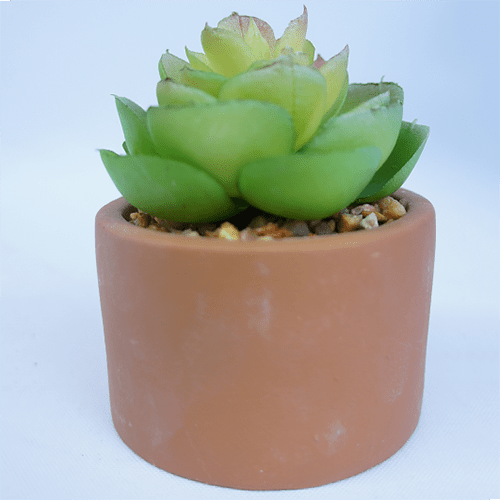 Faux Succulents Plant Lovely Mixed 9 CM