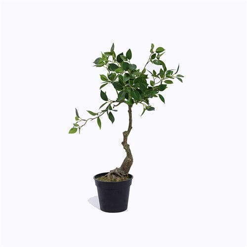 Plastic Cedrela Bonsai, Small Leaf
