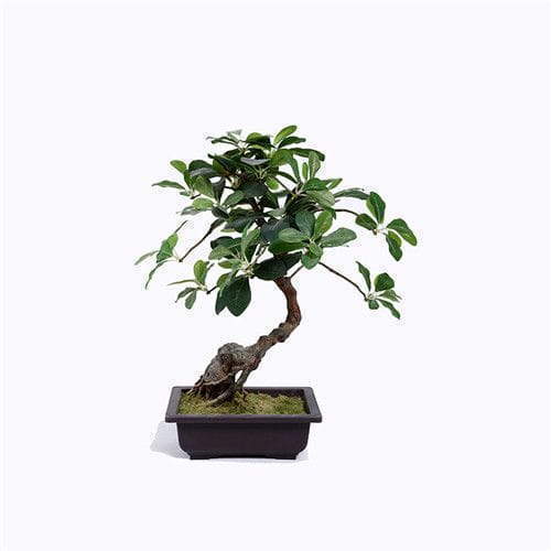 Plastic Potted Polyscias Guilfoylei