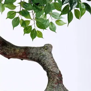 Plastic Ficus Plant, 100CM, Curved Trunk