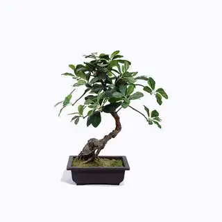 Plastic Potted Polyscias Guilfoylei