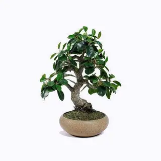 Artificial Ficus Microcarpa