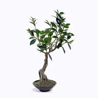 Artificial Bay Laurus Tree, With Ceramic Pots