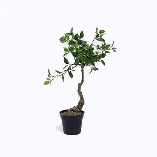 Plastic Cedrela Bonsai, Small Leaf