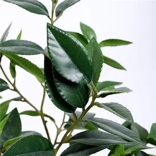 Artificial Bay Laurus Tree, With Ceramic Pots