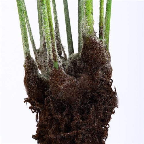 Faux Fern Plant