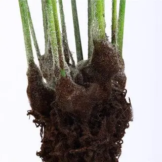 Faux Fern Plant
