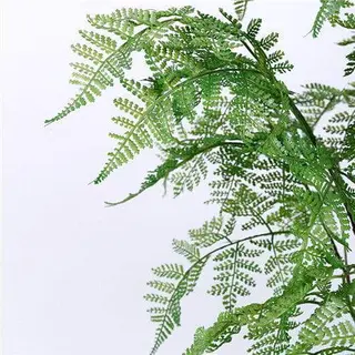 Silk Fern Plants
