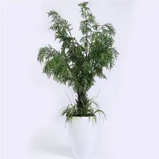 Artificial Potted Fern