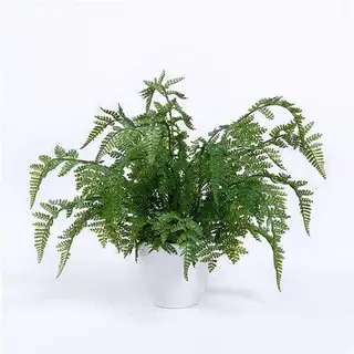 Artificial Fern Plants