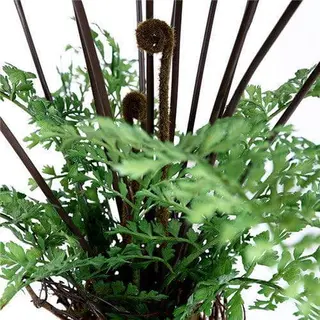 Artificial Fern Palm Tree